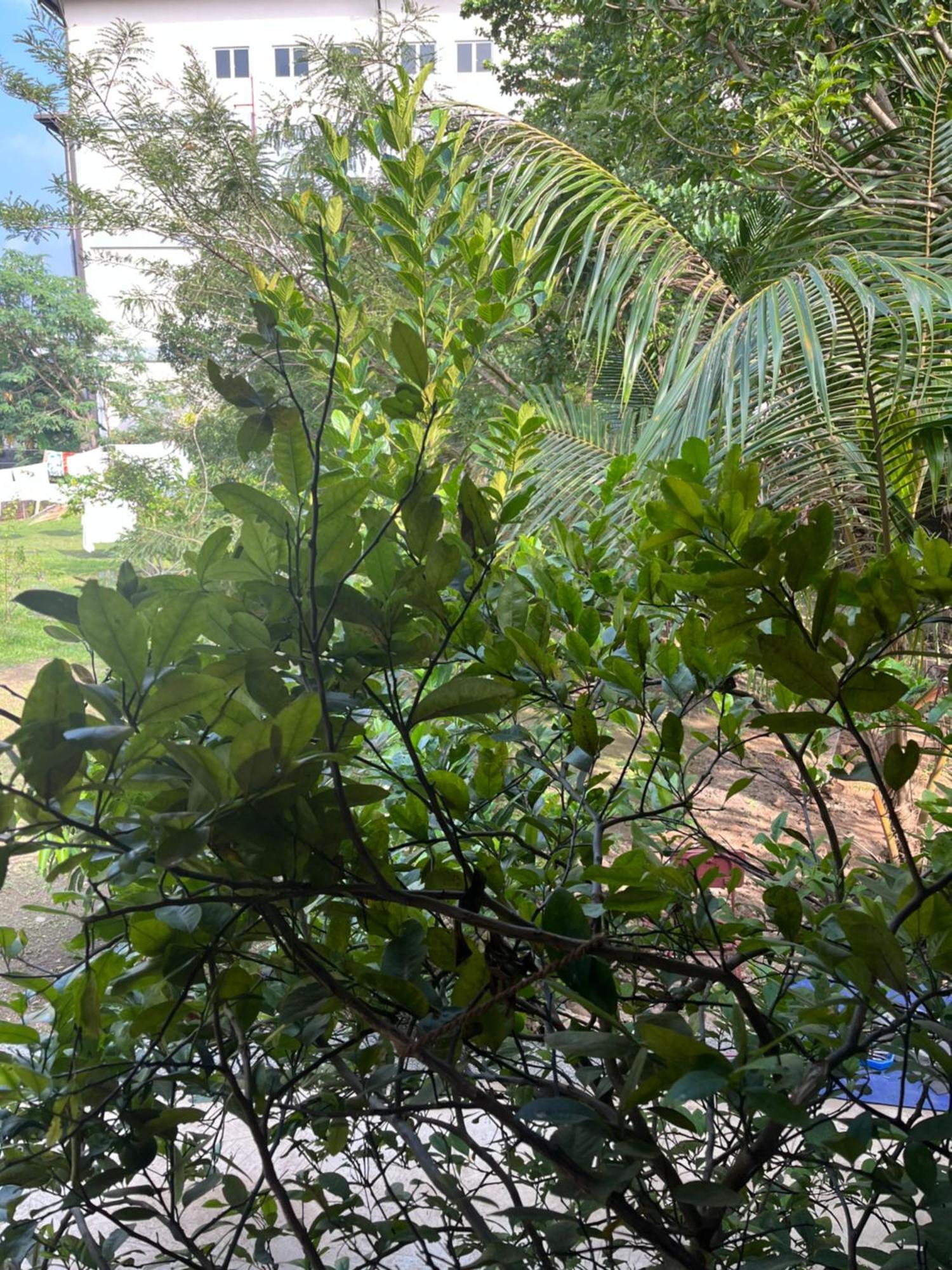 Tanty'S Hostel Galle Εξωτερικό φωτογραφία
